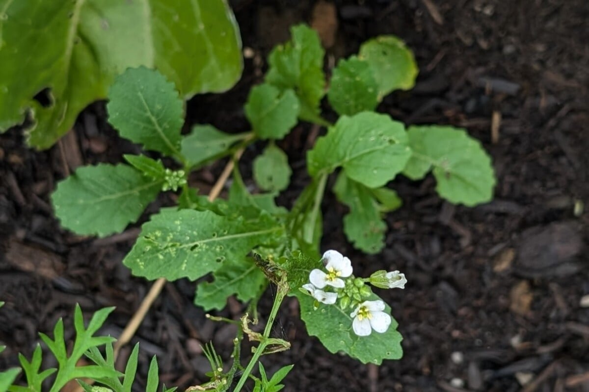 Arugula growing in garden Arugula growing in garden