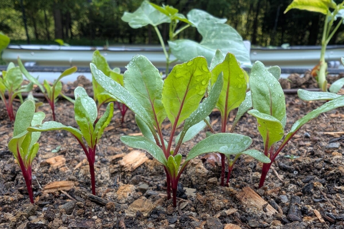 New beet plants. New beet plants.