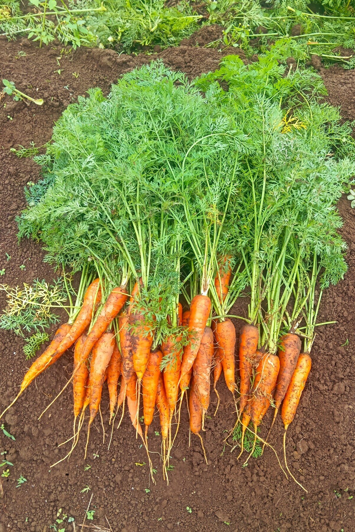 Freshly dug carrots. Freshly dug carrots.