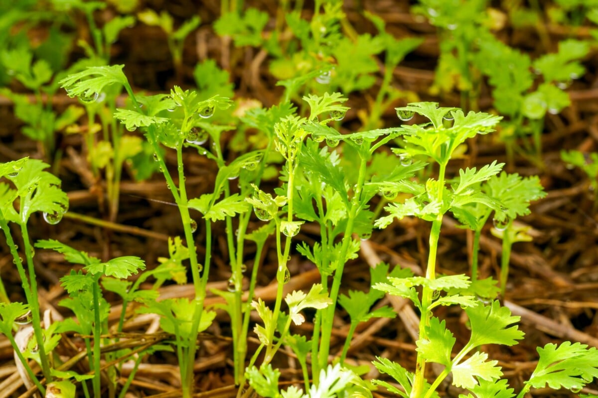 Cilantro growing in garden Cilantro growing in garden