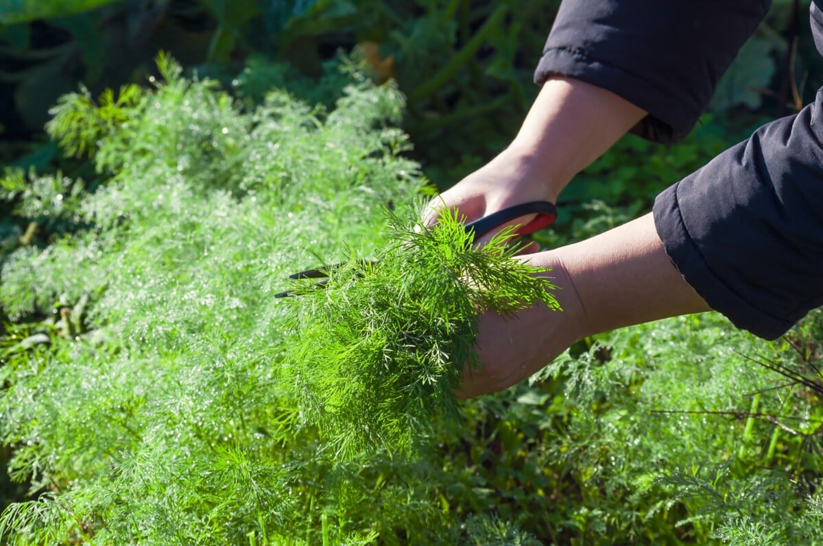 Woman's hands using scissors to cut fresh dill Woman's hands using scissors to cut fresh dill