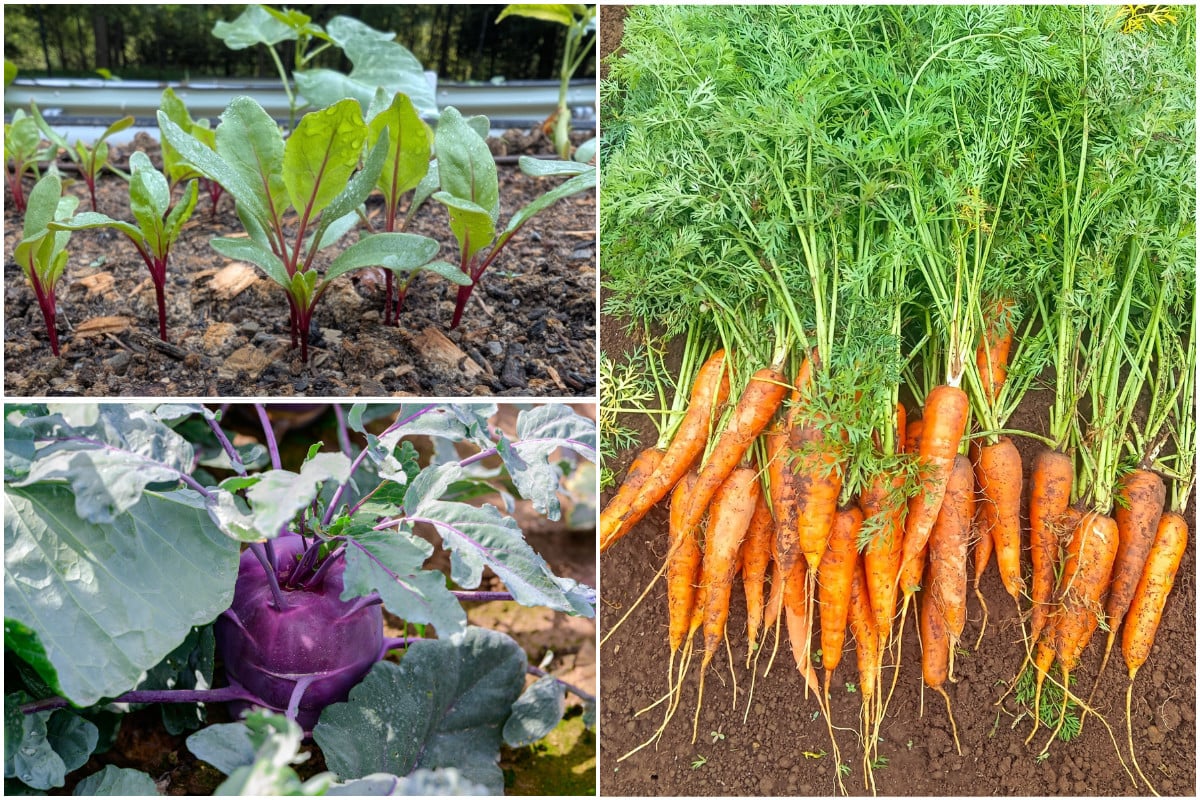 Beets, carrots, kohlrabi growing in garden Beets, carrots, kohlrabi growing in garden