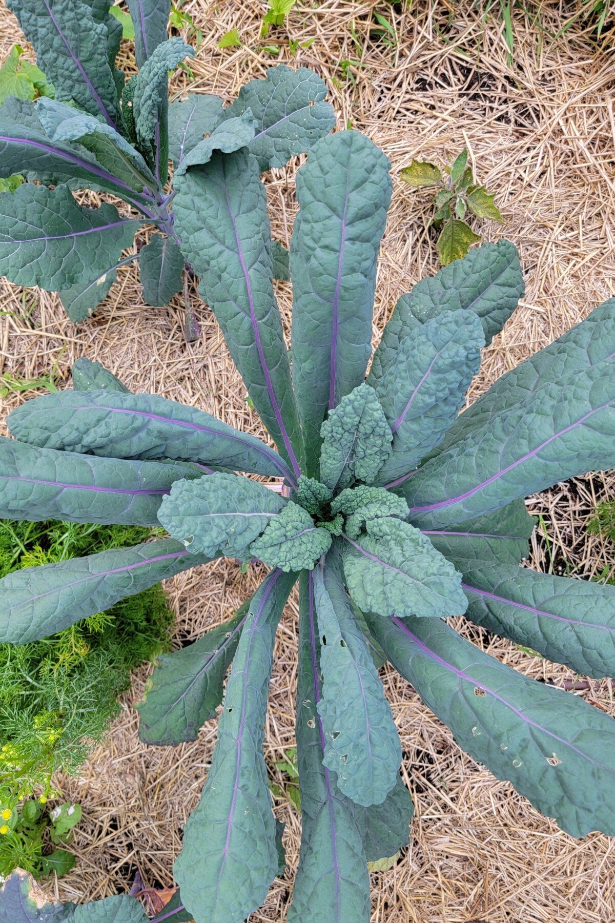 Dazzling blue kale Dazzling blue kale