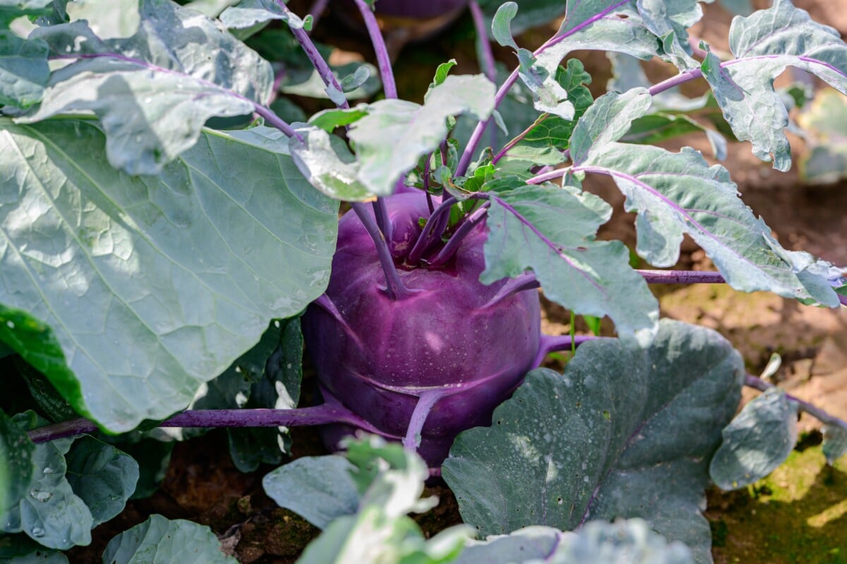 Purple kohlrabi growing in garden Purple kohlrabi growing in garden