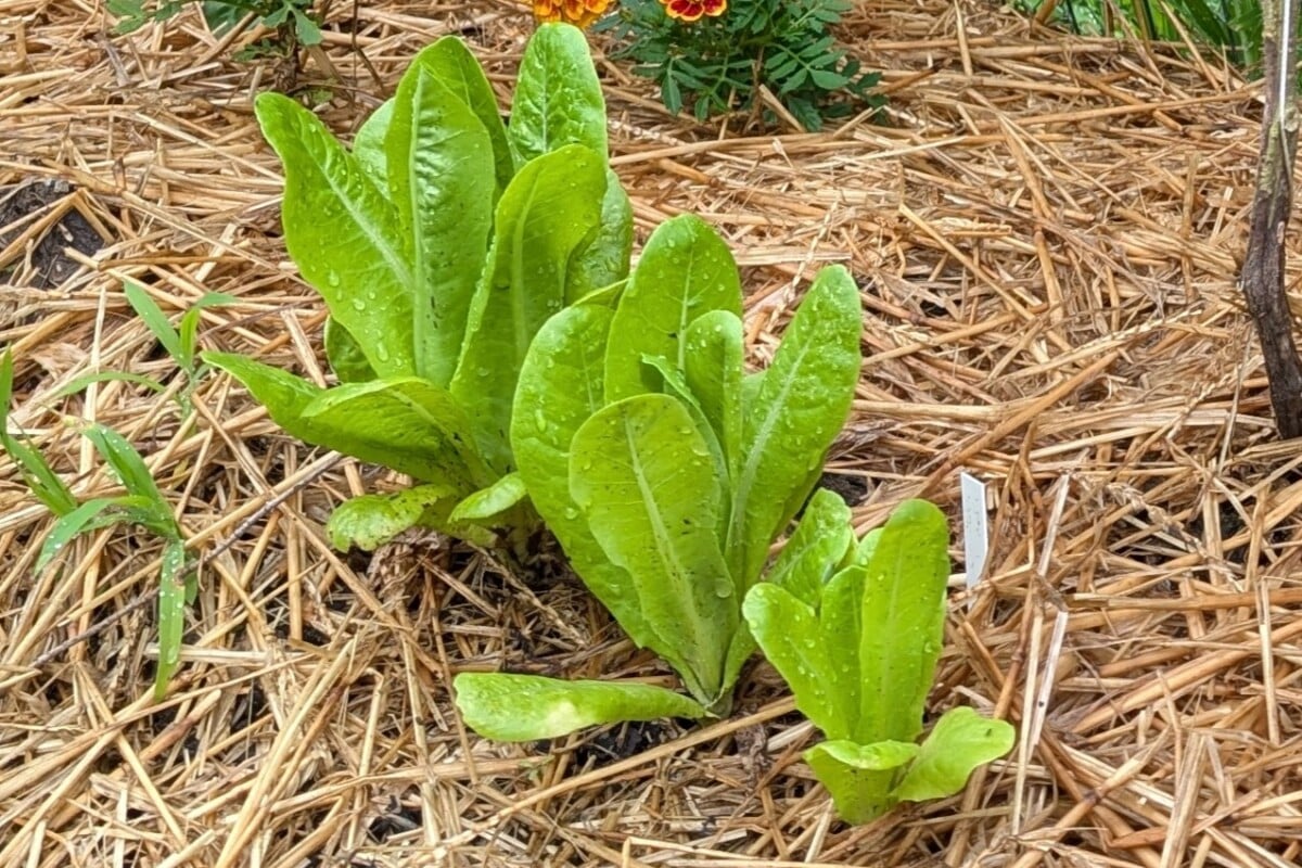 Cut and come again lettuce Cut and come again lettuce