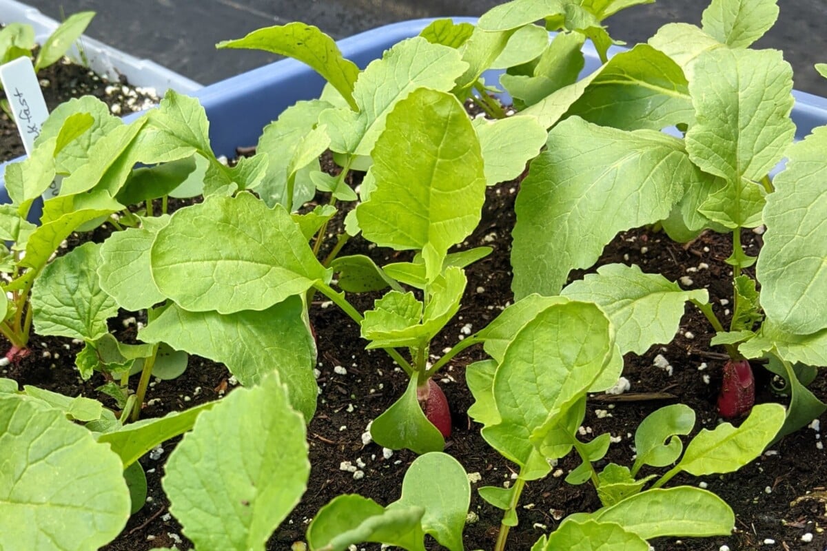 French breakfast radishes growing French breakfast radishes growing