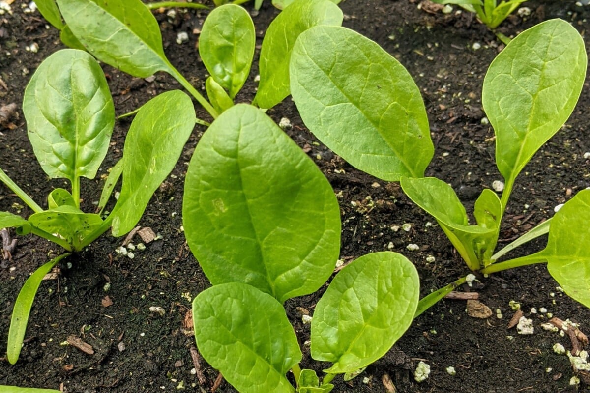 New spinach leaves in garden New spinach leaves in garden