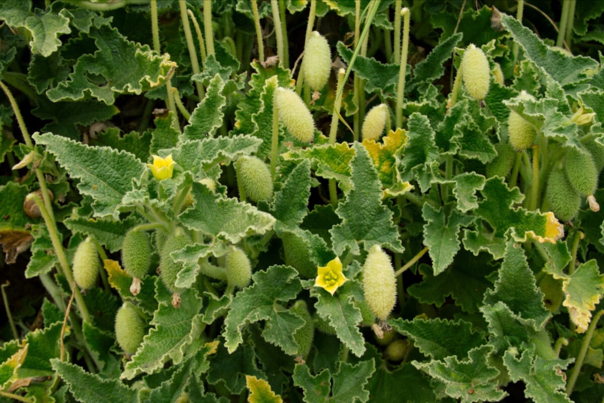 Squirting cucumber plant