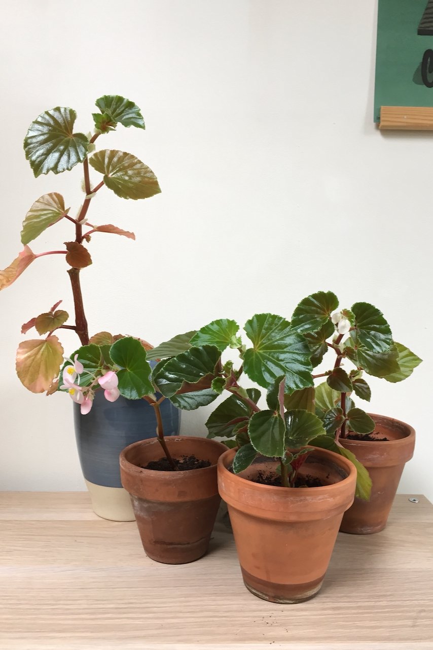 Begonia cuttings in pots