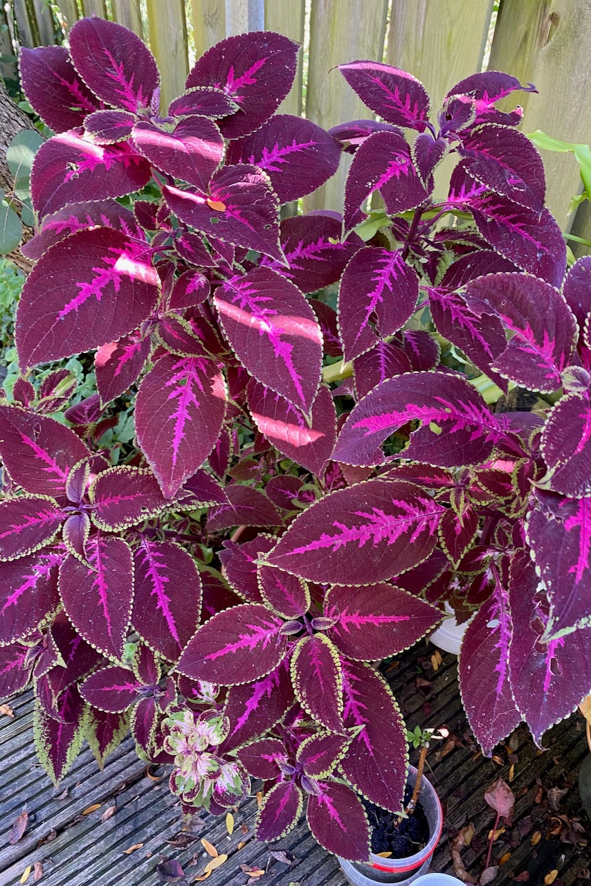 Coleus plant