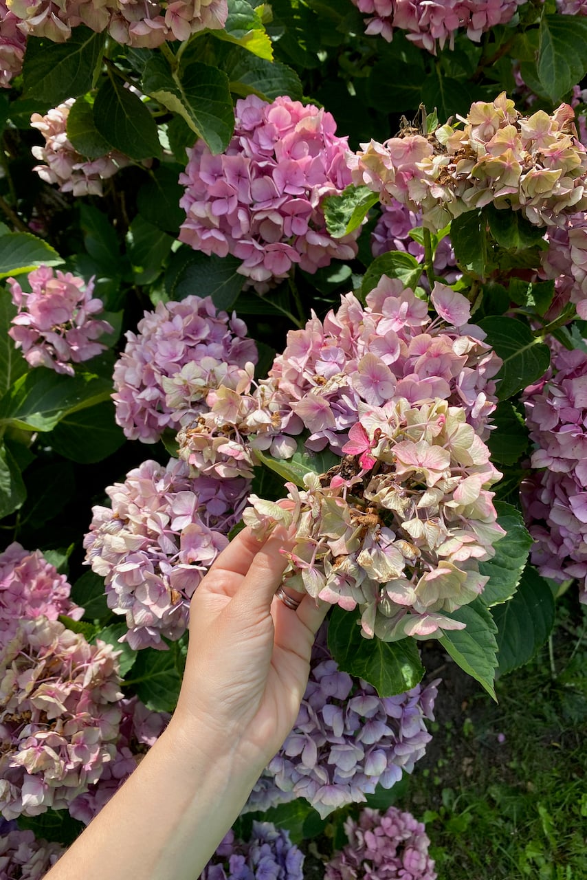 Woman's hand holding hydrangea bloom
