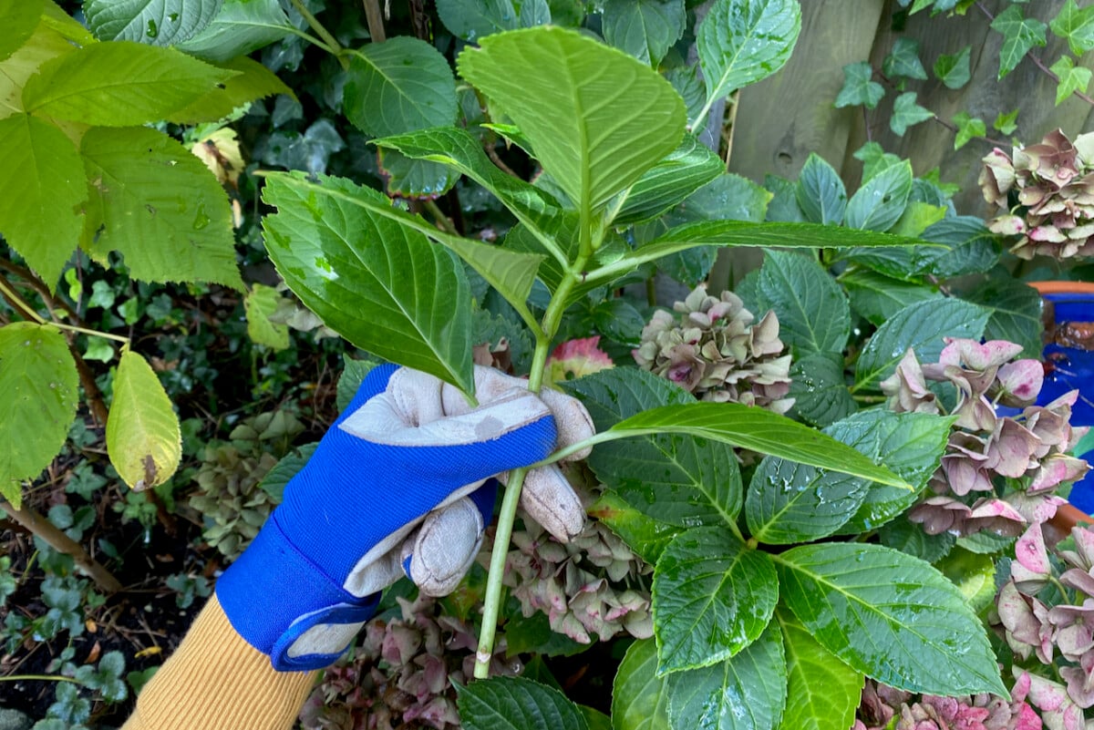 Woman's hand holding hydrangea cutting
