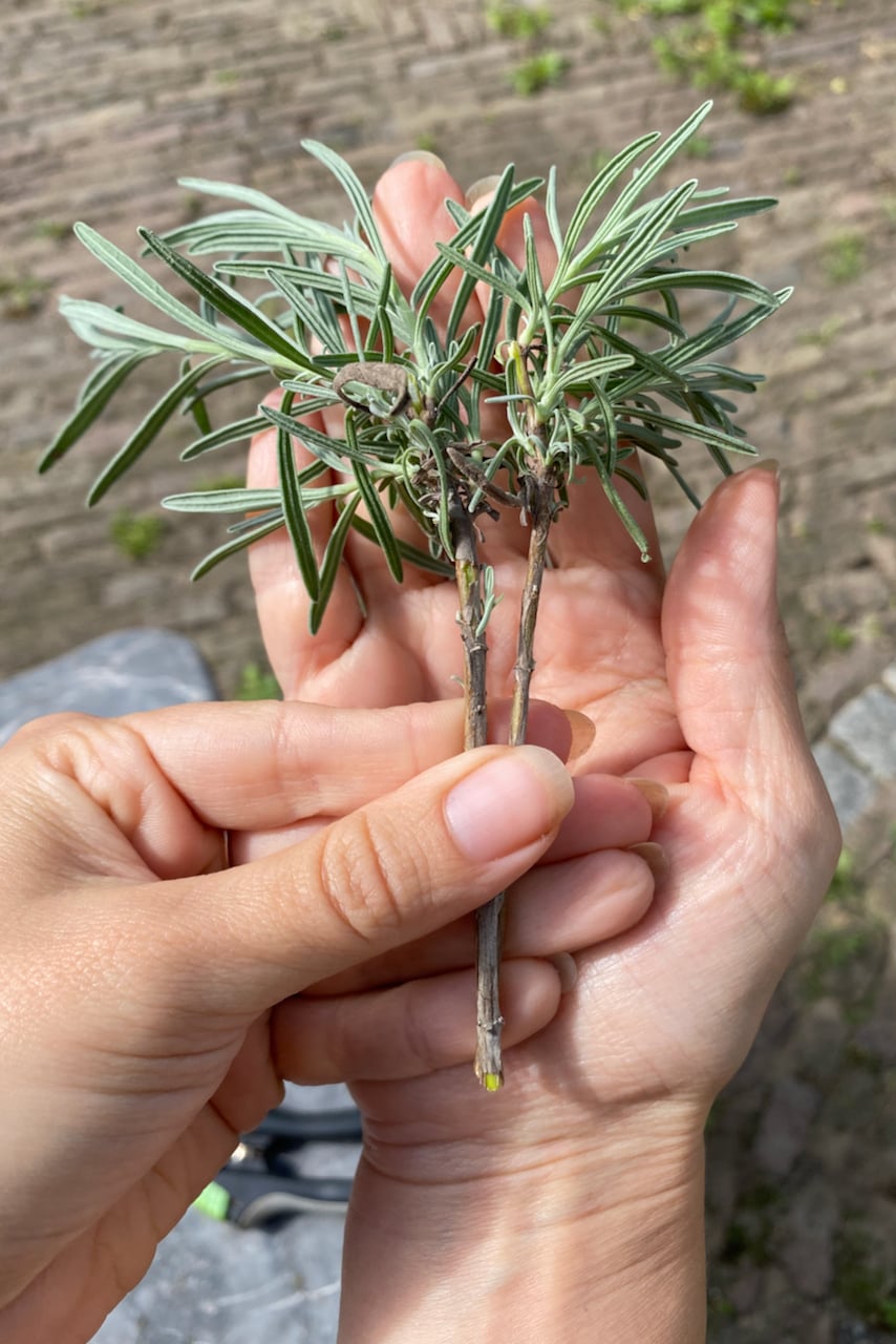 Woman's hand holding lavender cuttings