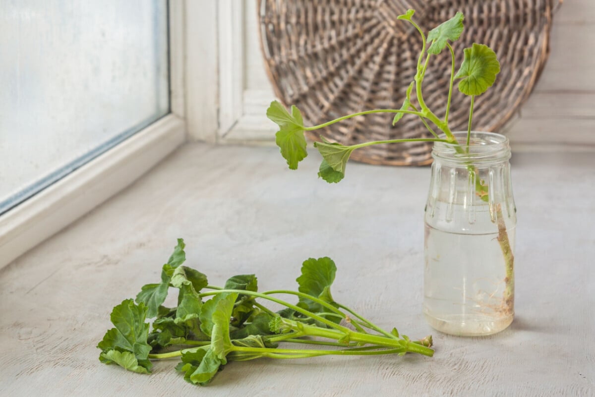 Geranium cuttings in a jar