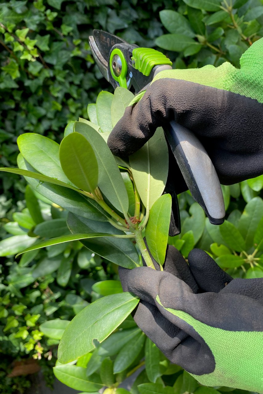 Rhododendron cutting