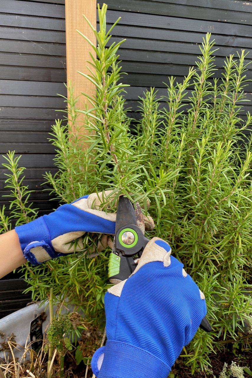 Gloved hands cutting rosemary