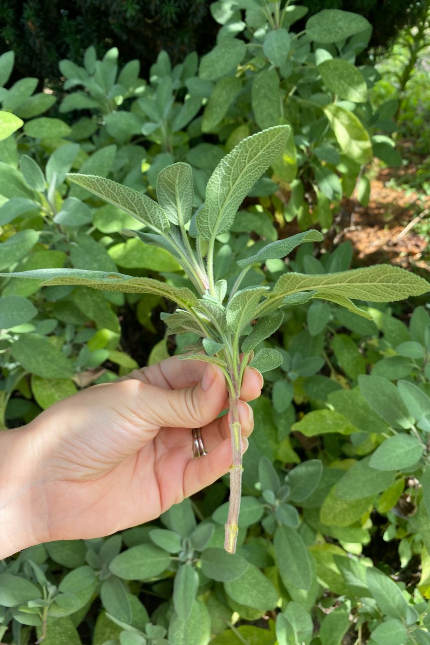 Woman's hand holding sage cutting