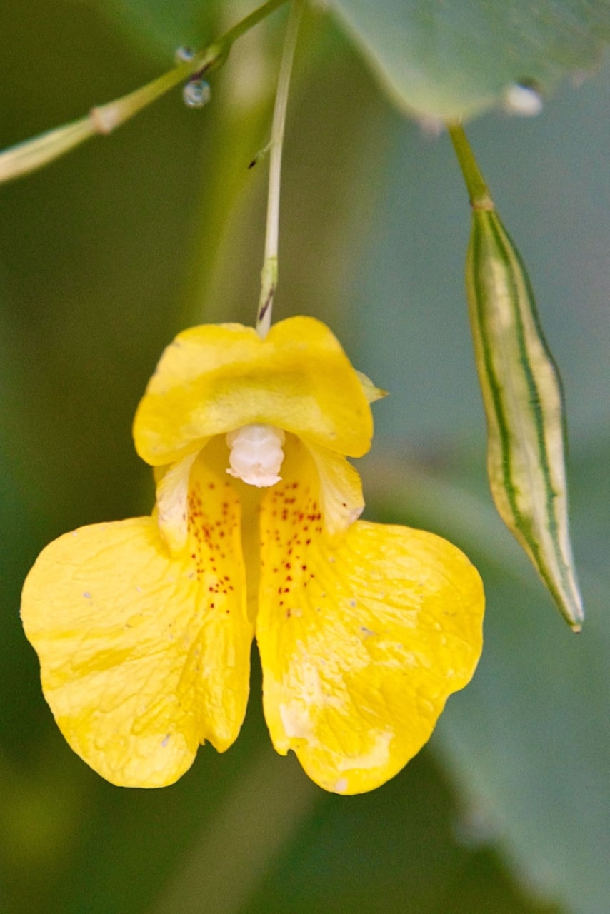 Jewelweed flower and a seed capsule (to its right).