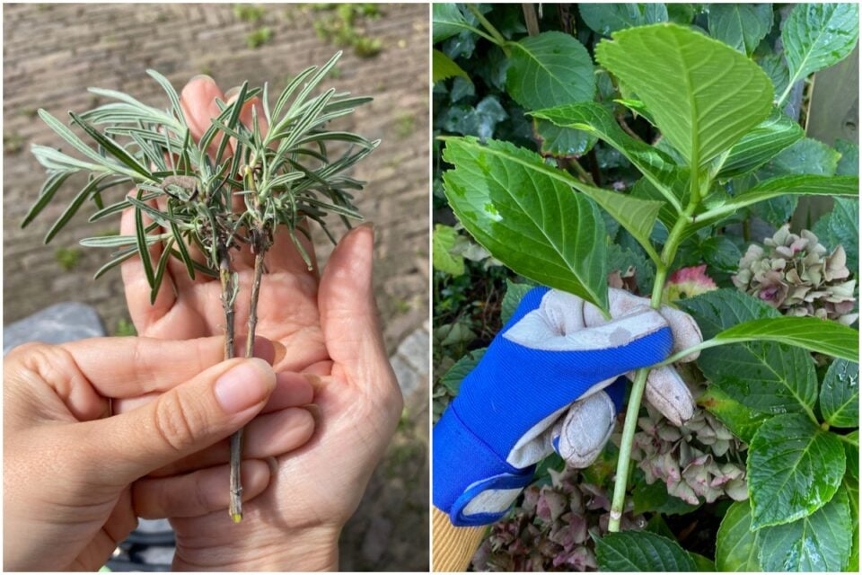 10 Popular Plants to Propagate from Cuttings in August