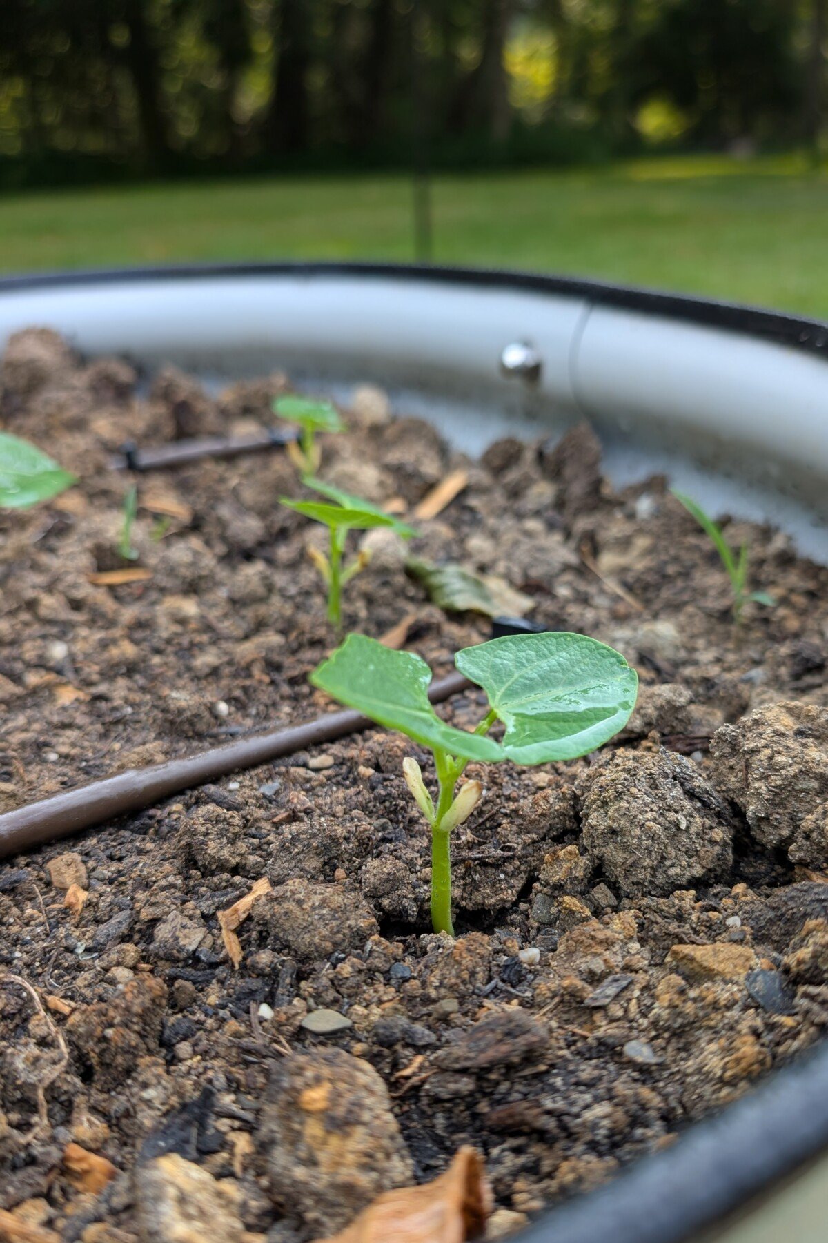Bean sprouts in garden Bean sprouts in garden