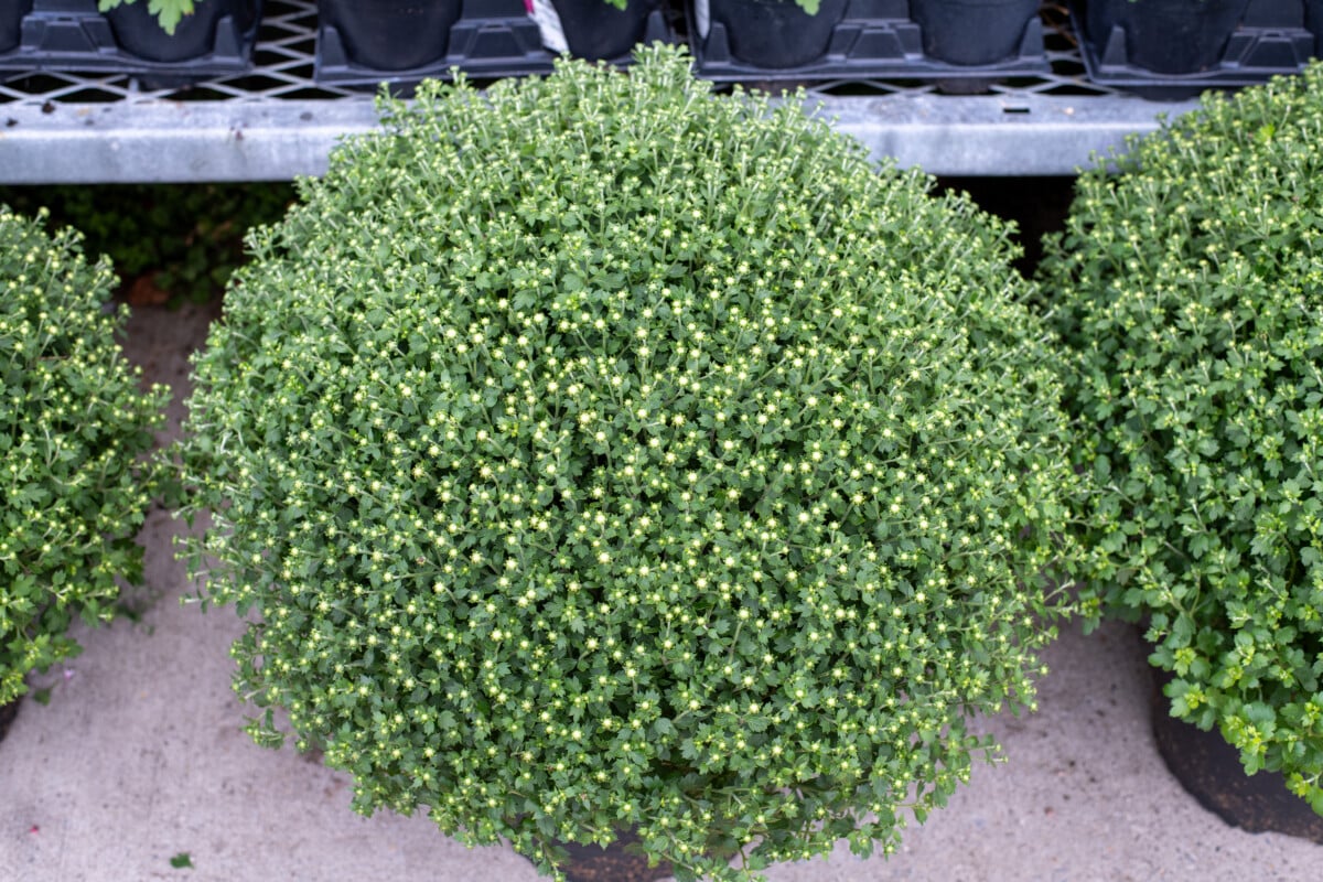 Large potted mum with tightly curled buds. 