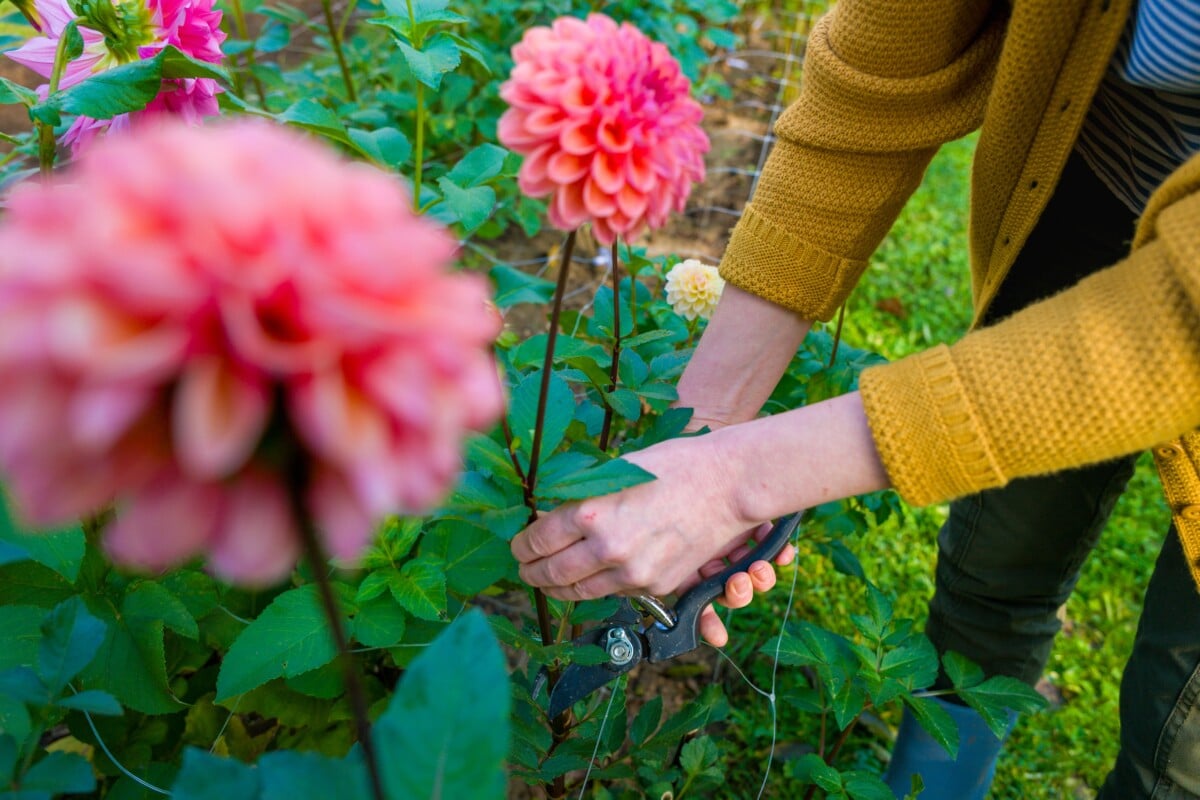 Woman deadheading dahlia plant