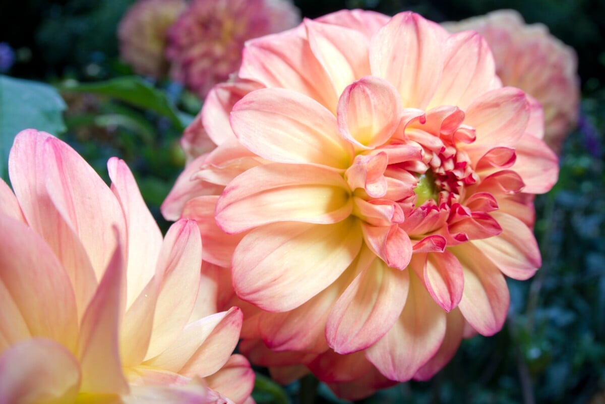 Peach dahlia