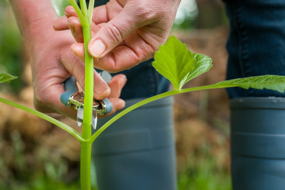 Woman using pruners to pinch a dahlia plant