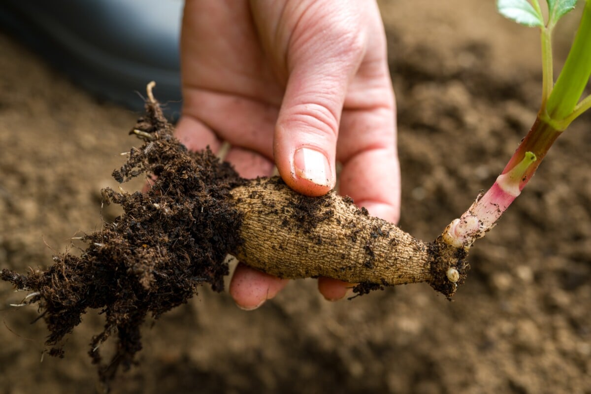 Hand holding a dahlia tuber