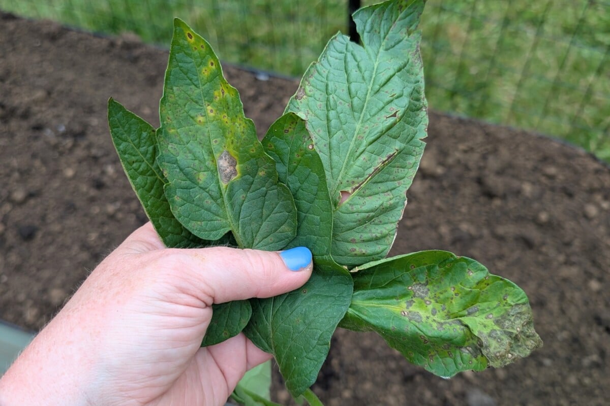 Tomato leaves with septoria leaf spot Tomato leaves with septoria leaf spot