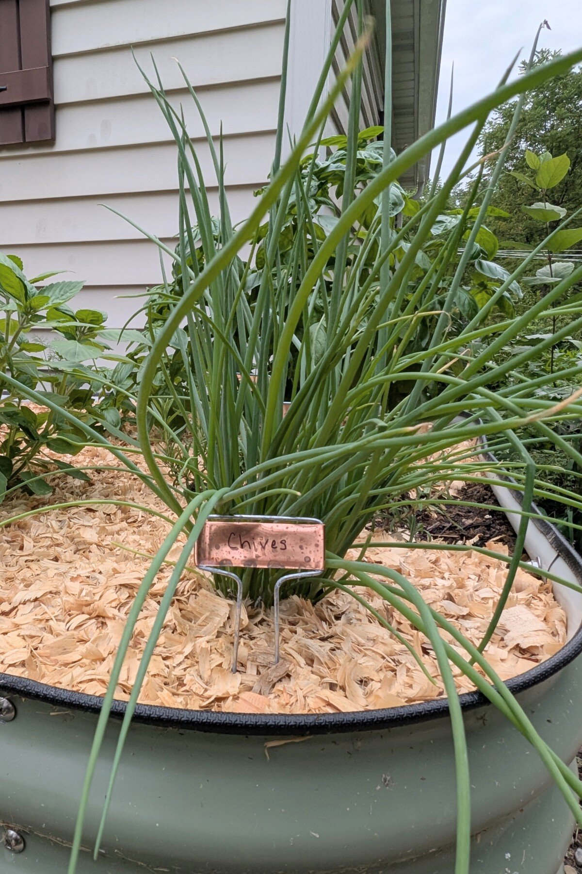 chive plant chive plant
