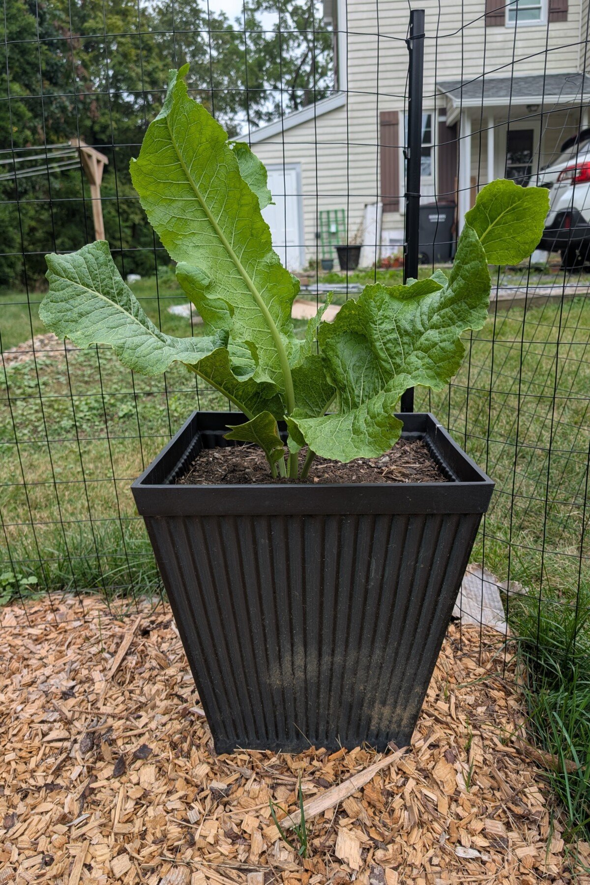 horseradish plant horseradish plant