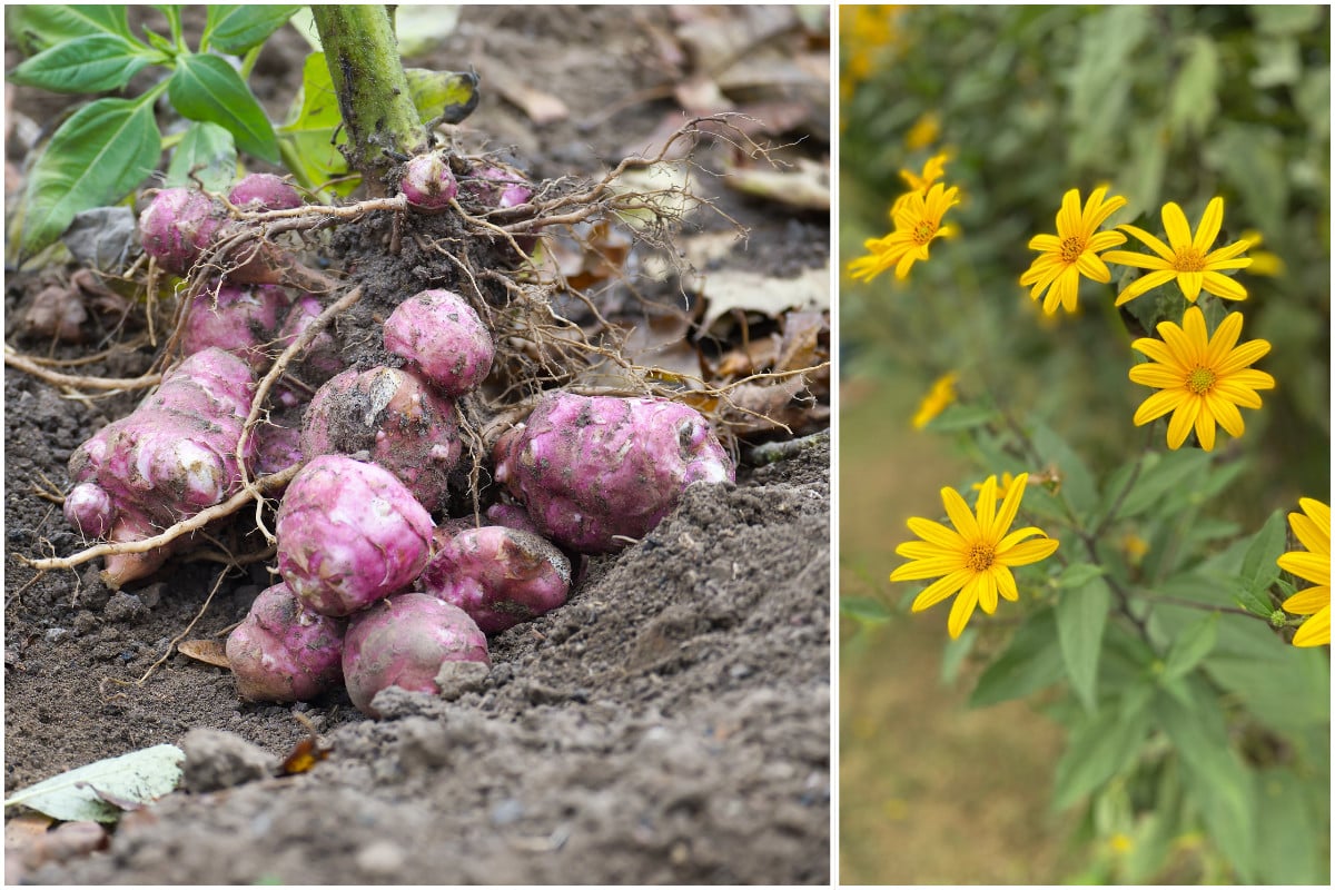 jerusalem artichoke jerusalem artichoke