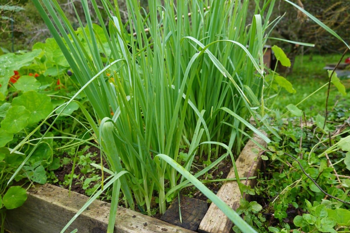 Perennial leeks Perennial leeks