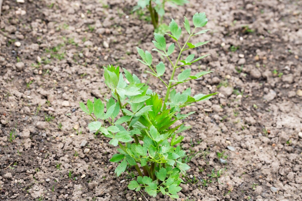Lovage plant Lovage plant