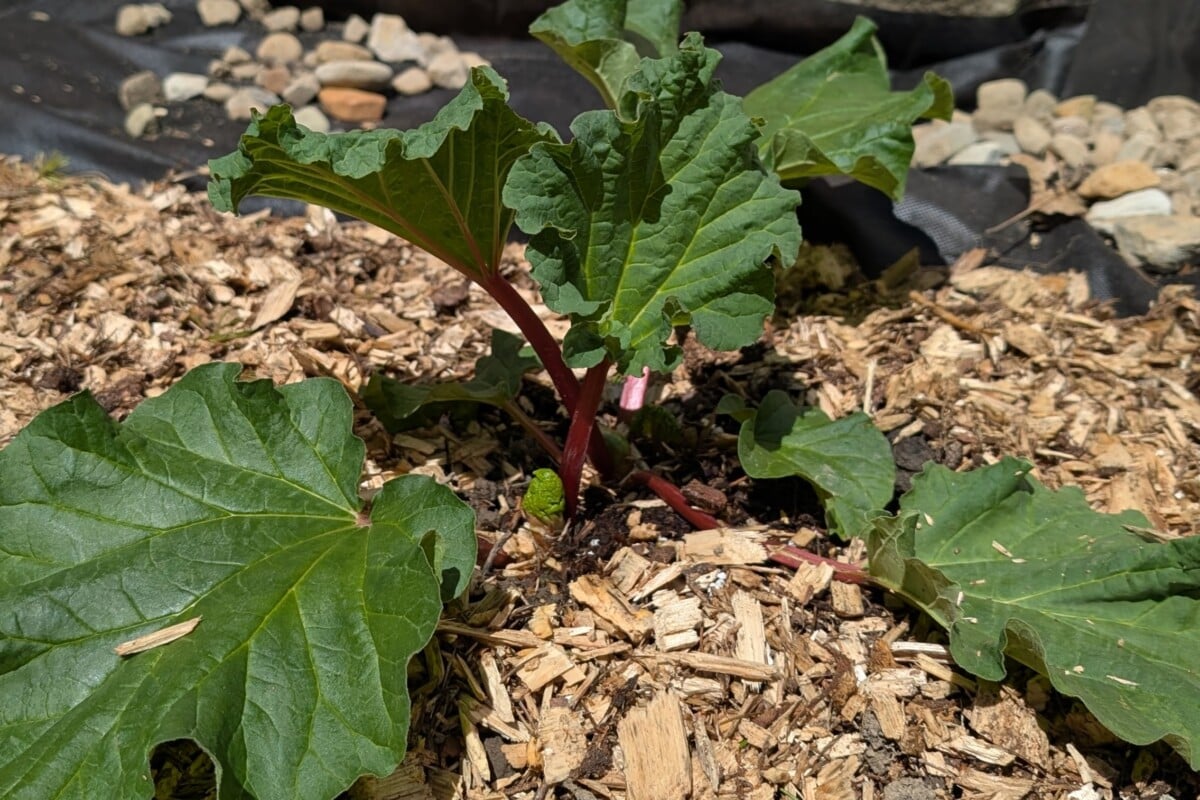 Rhubarb plant Rhubarb plant