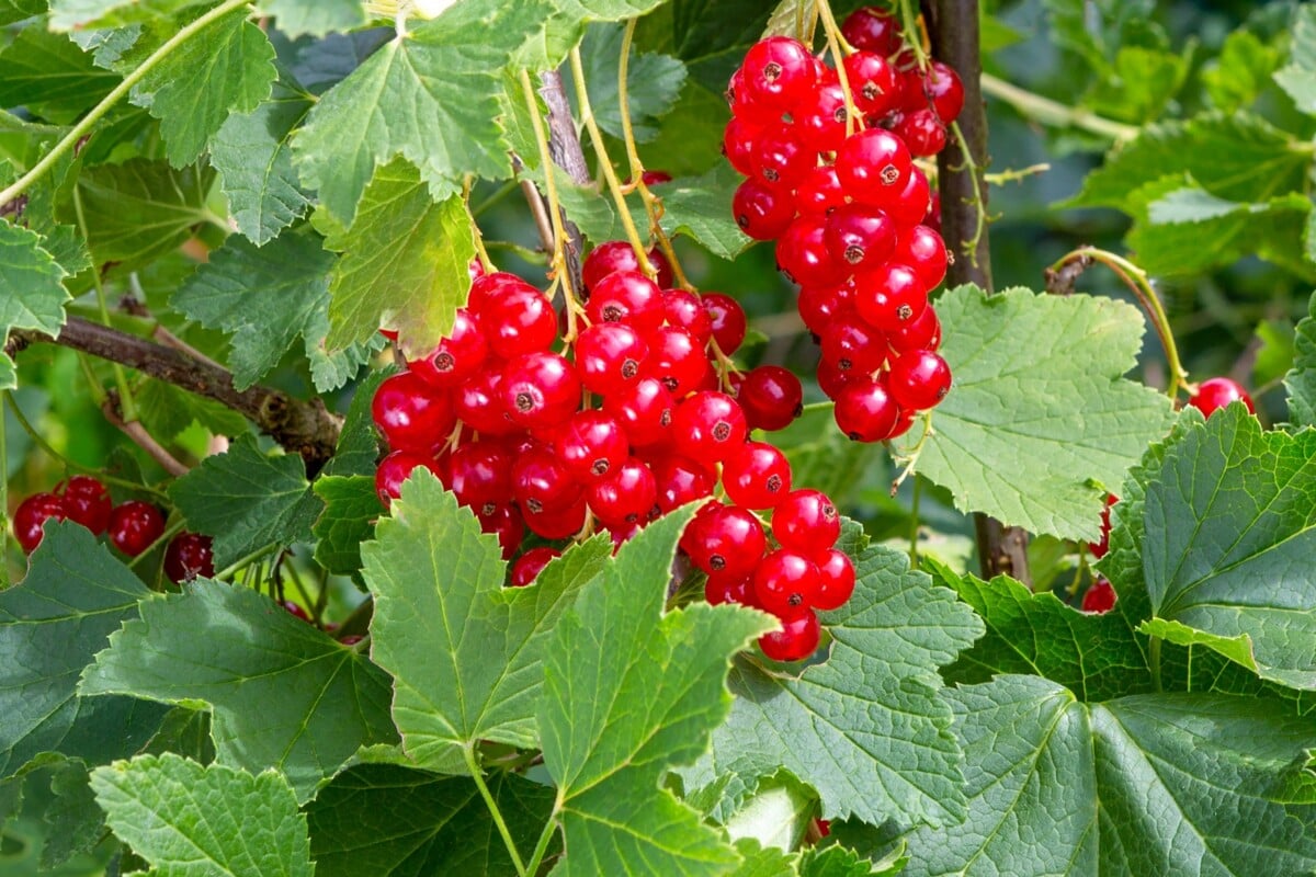 Red currants Red currants