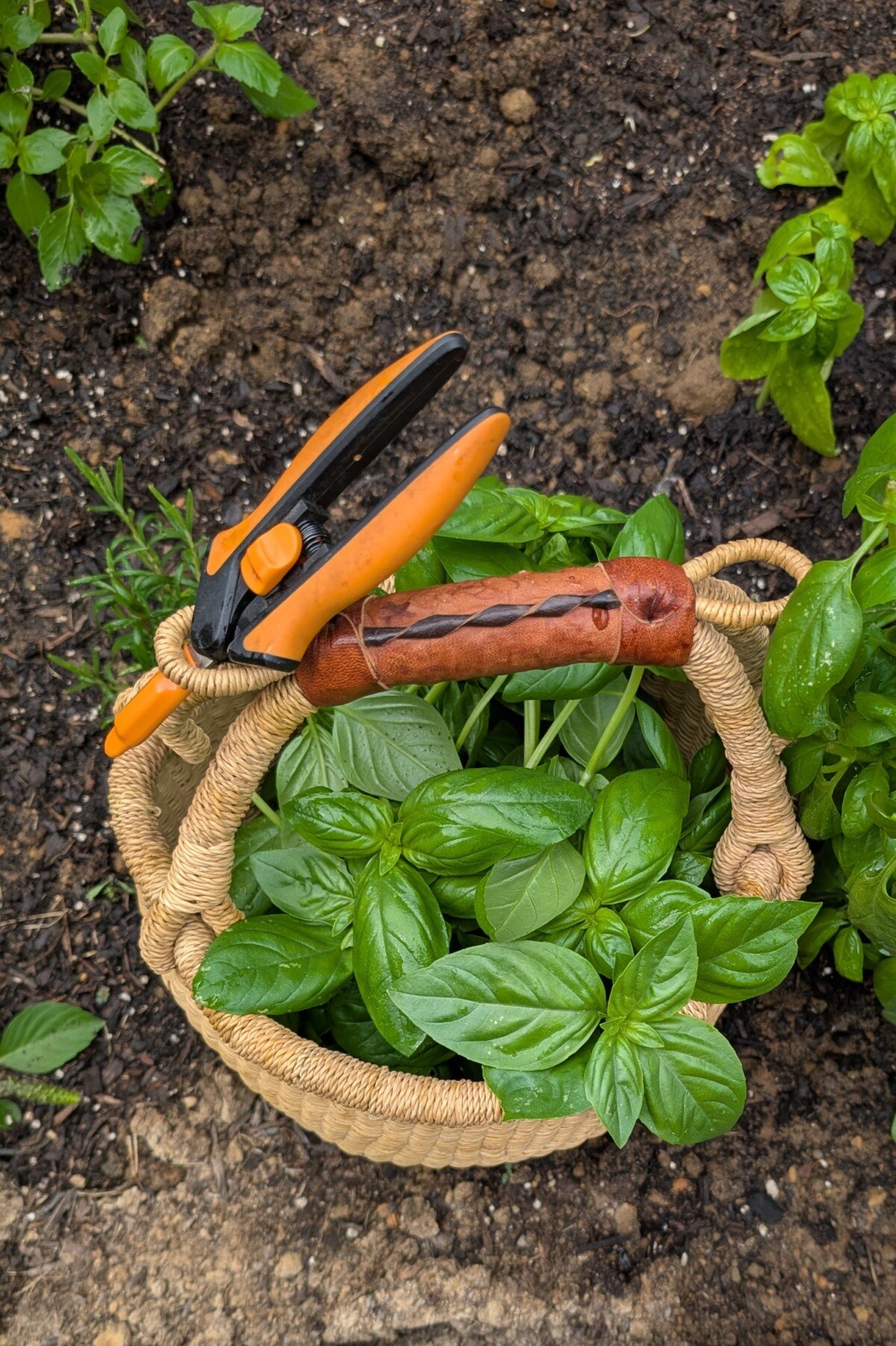 Fiskars garden snips in a basket full of basil