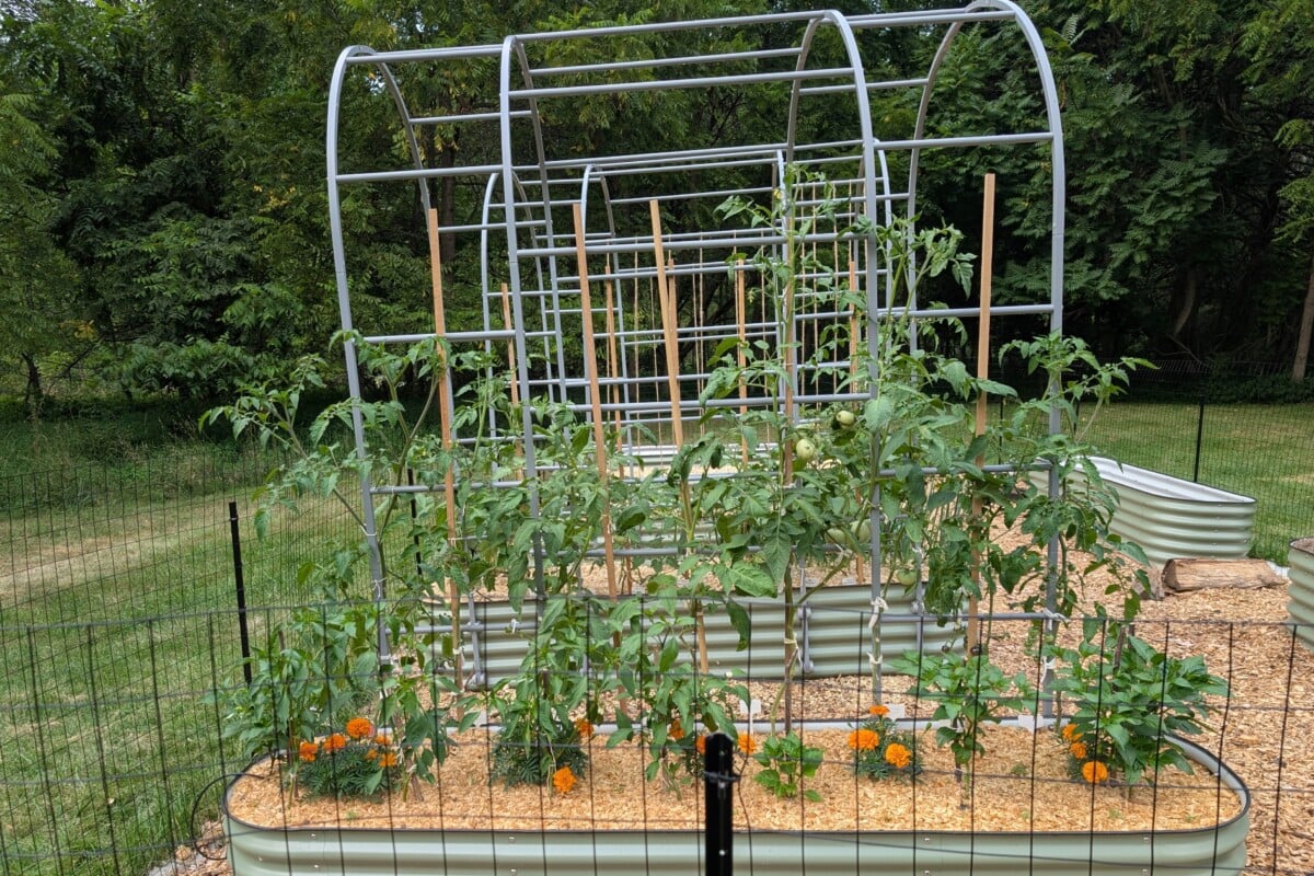 Raised beds with arched trellis between them