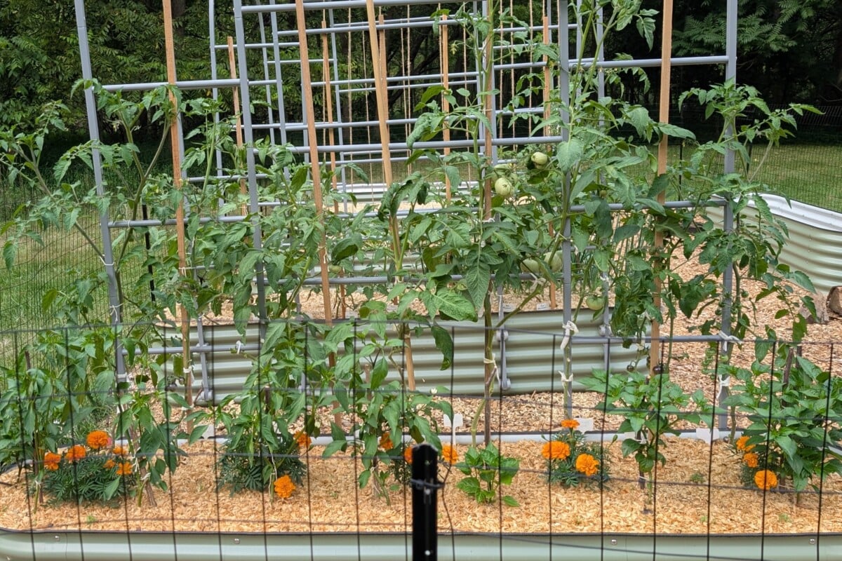A mulched raised bed with healthy plants