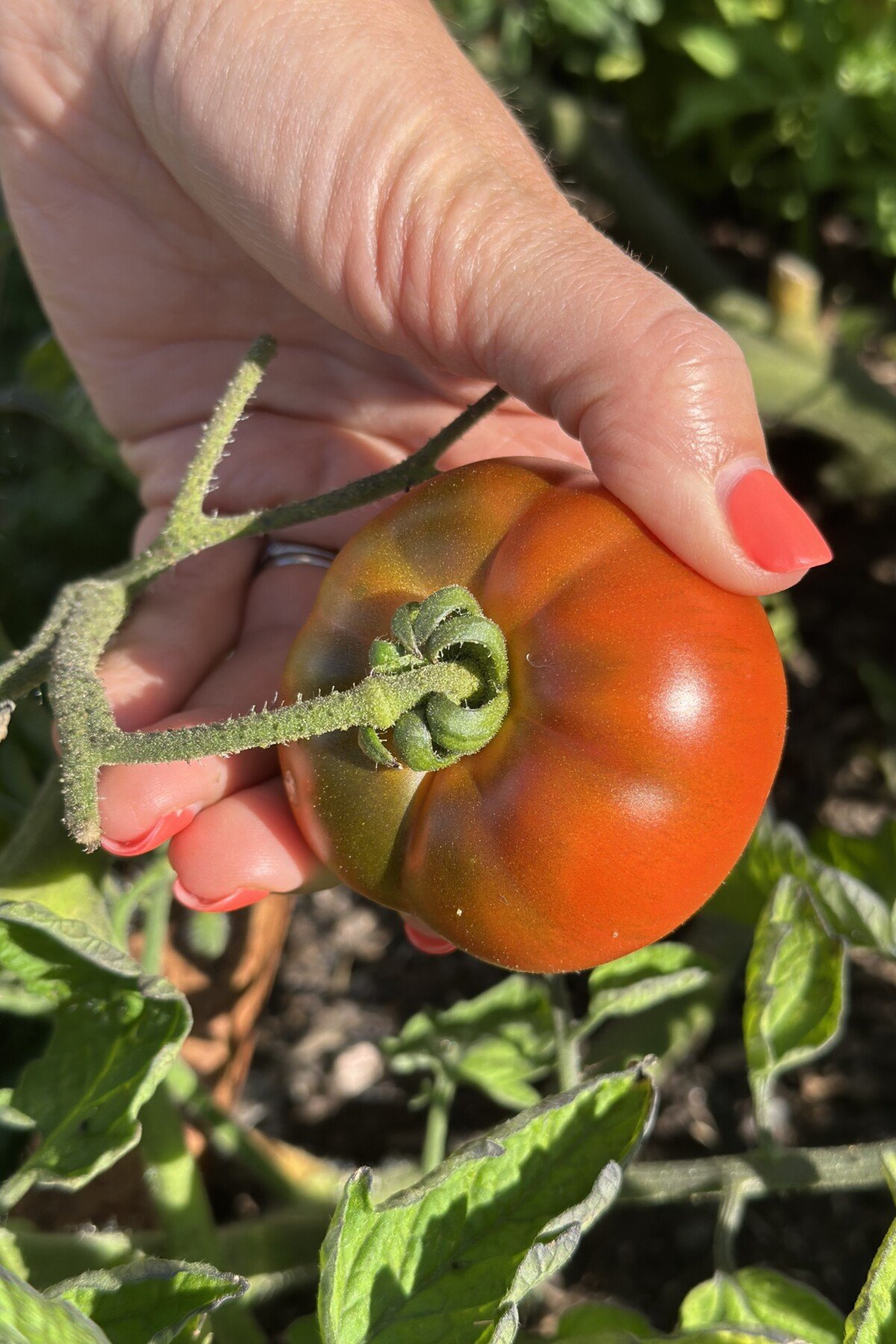 Woman's hand picking tomatoes Woman's hand picking tomatoes