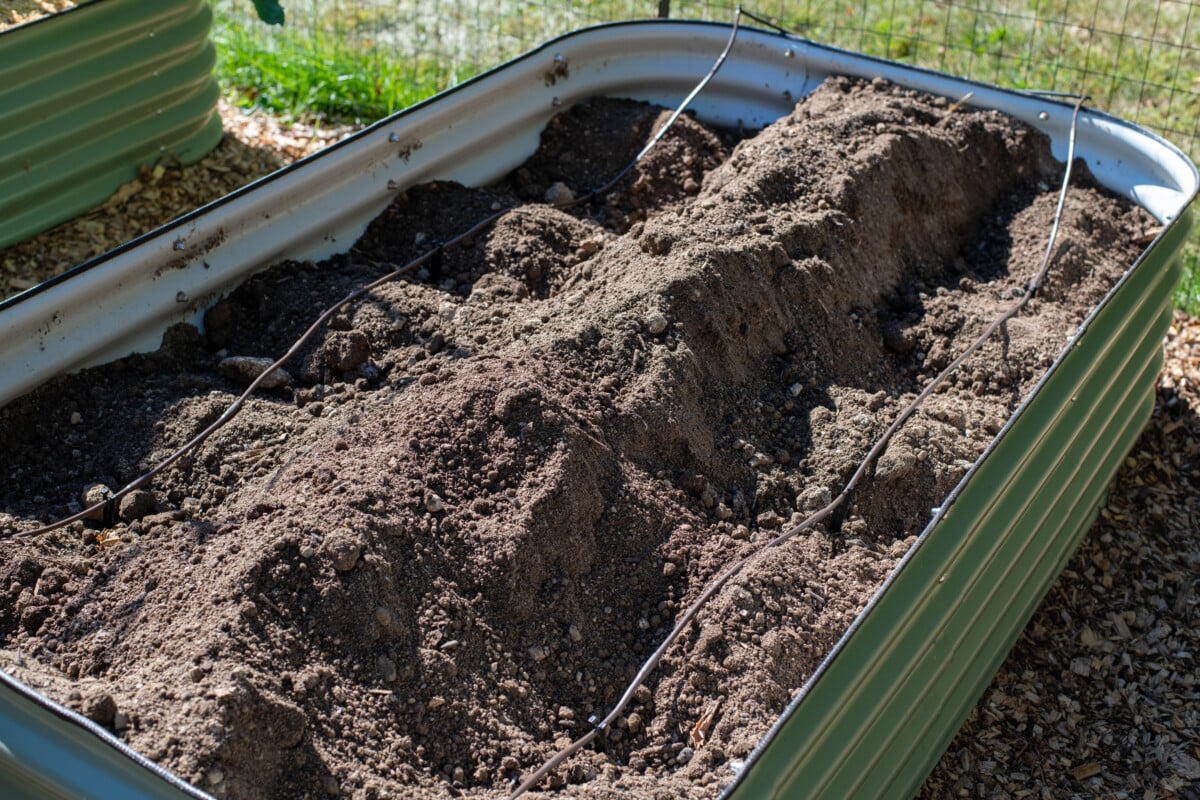 Raised bed with newly planted asparagus crowns. Raised bed with newly planted asparagus crowns.