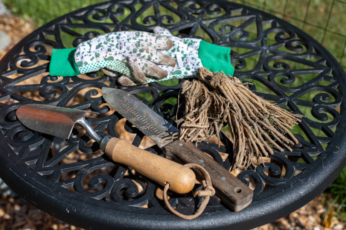 Table with garden gloves, asparagus crowns and gardening tools on it Table with garden gloves, asparagus crowns and gardening tools on it