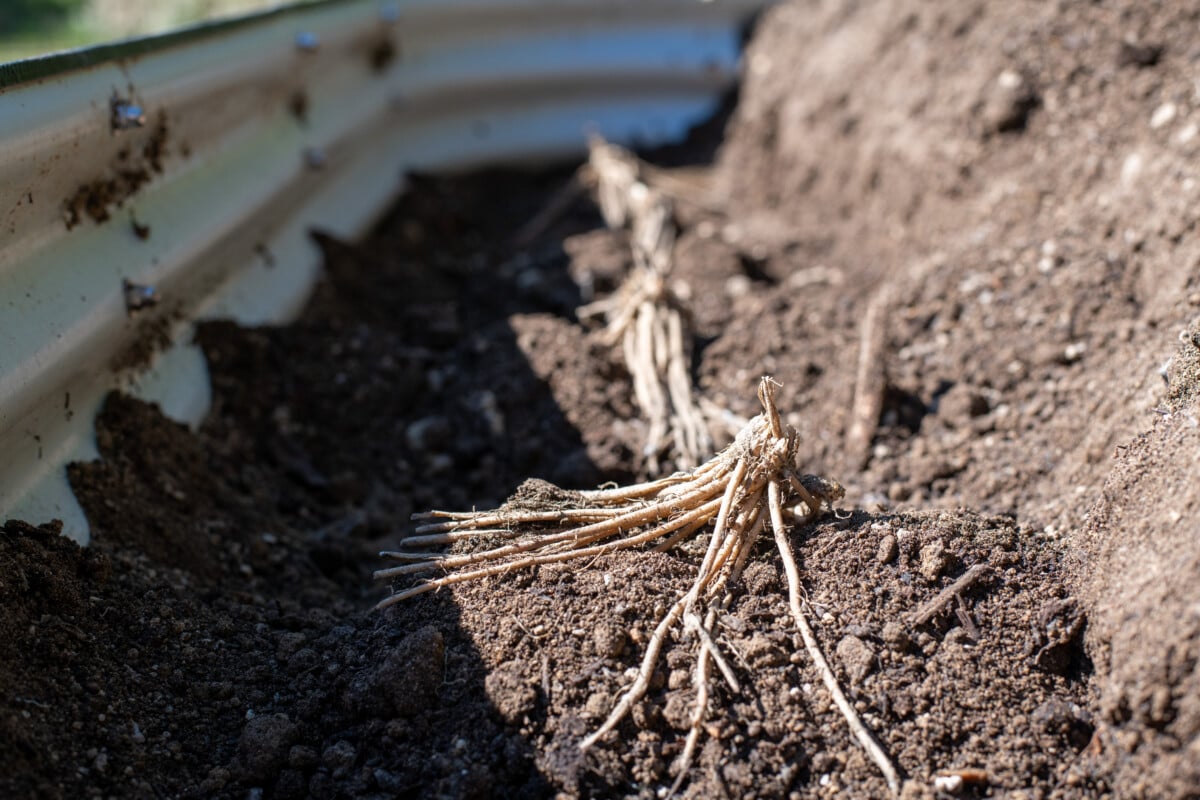 Asparagus crown on a mound of soil Asparagus crown on a mound of soil