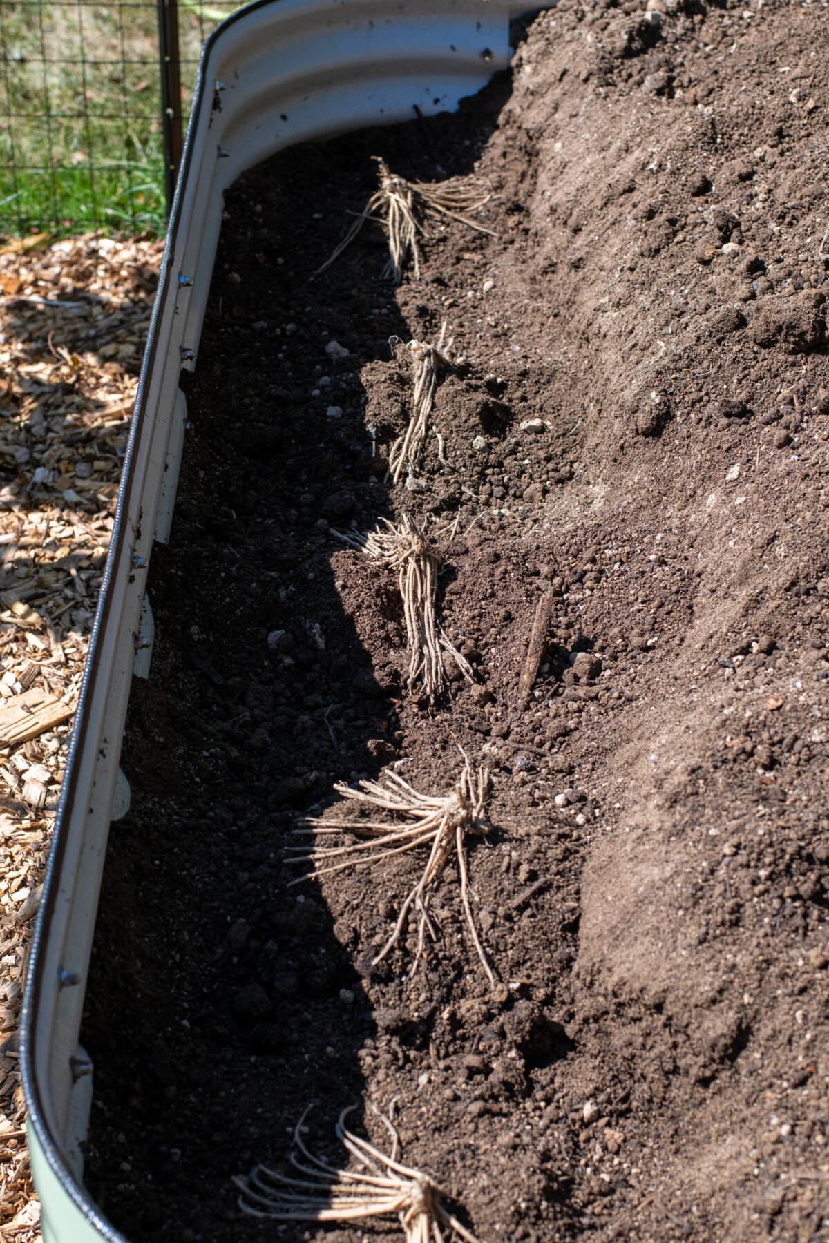 Asparagus crowns in trench Asparagus crowns in trench