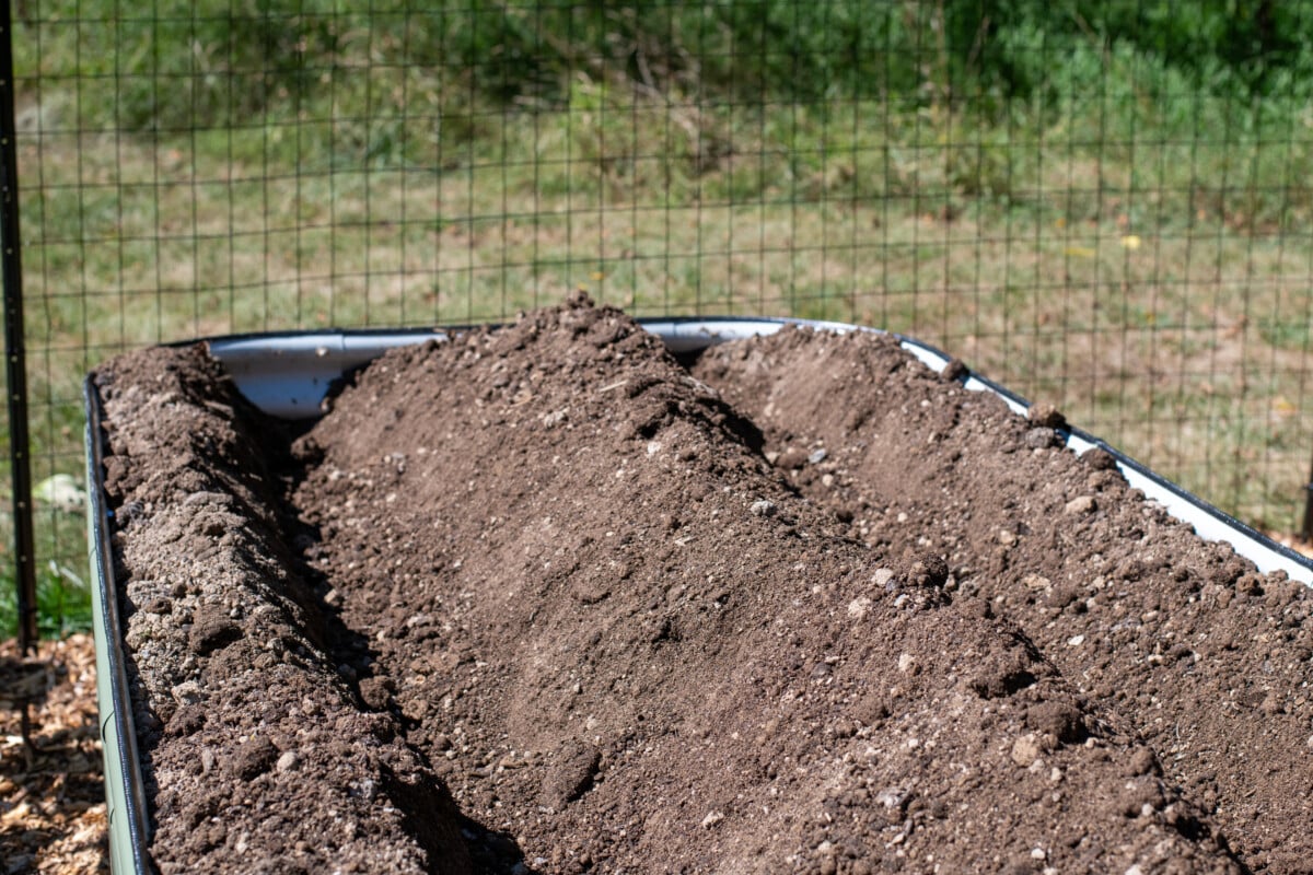 Mounded soil for an asparagus bed Mounded soil for an asparagus bed