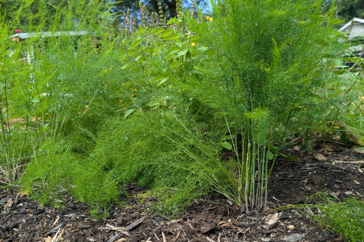 Asparagus patch Asparagus patch