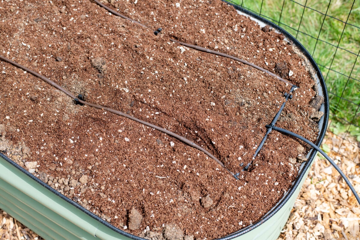 Drip irrigation line on top of soil in raised bed