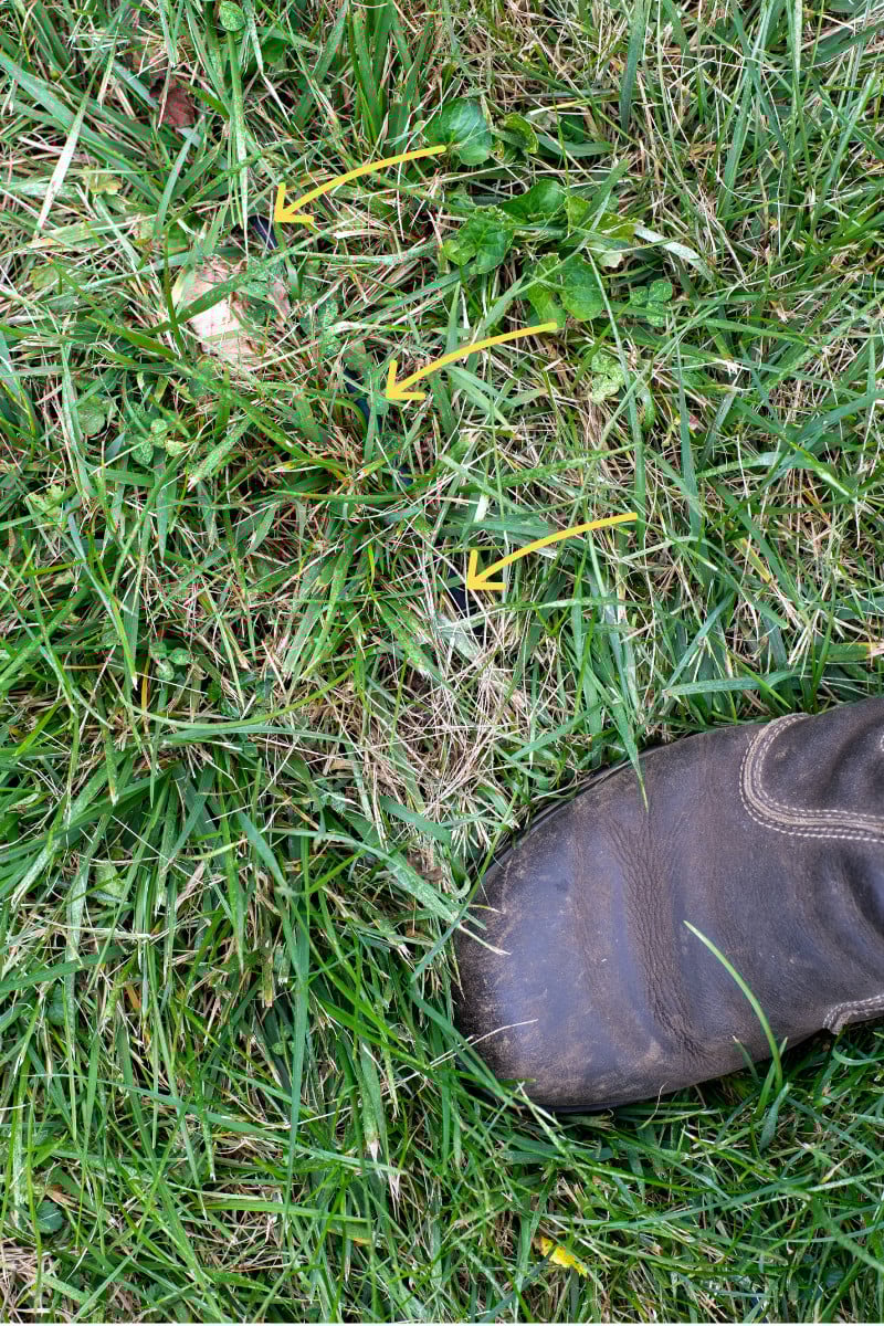 Arrows pointing to tubing with grass growing over it, woman's boot.