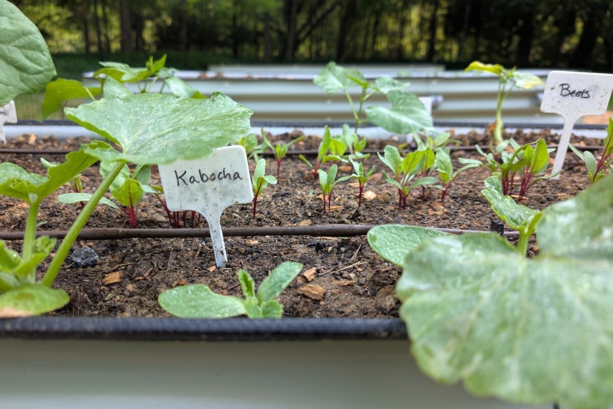 Seedlings growing in a raised bed.